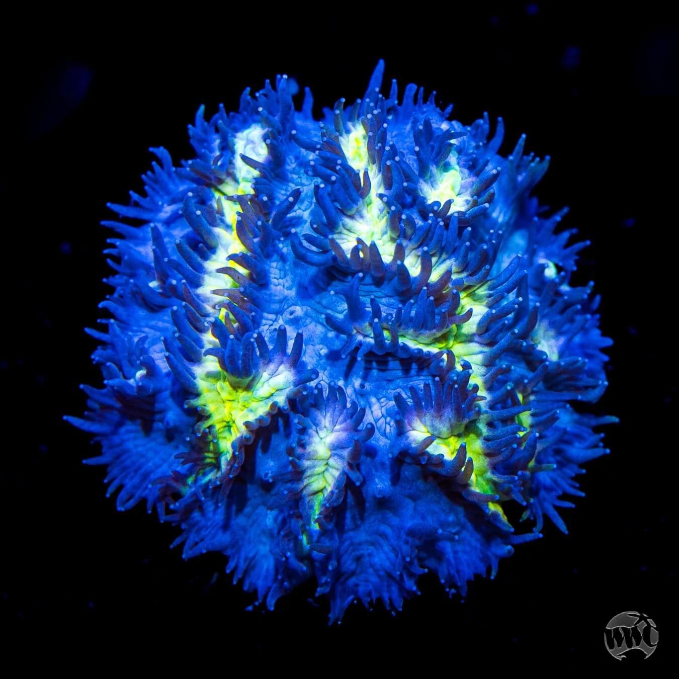 Blueberry Blast Hydnophora Coral - Frag