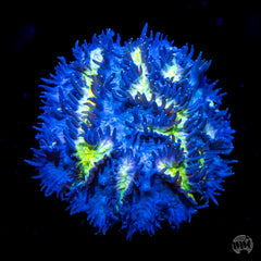Blueberry Blast Hydnophora Coral - Frag