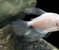 Blushing Longfin White Skirt Tetra