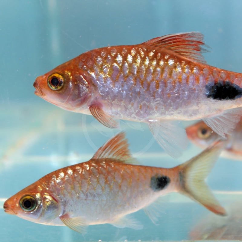 Blushing Tinfoil Barb