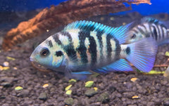 Blue Honduran Red Point Cichlid