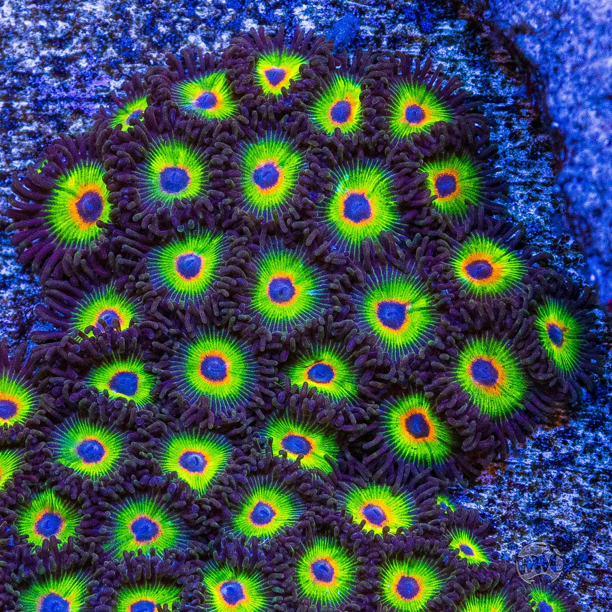 Bob Marley Zoanthid Polyp - Frag