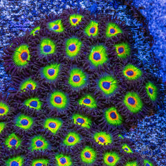 Bob Marley Zoanthid Polyp - Frag