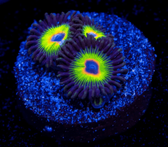 Bob Marley Zoanthid Polyp - Frag