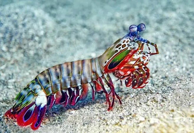 Marine Invertebrates