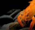 Bright Orange Lobster