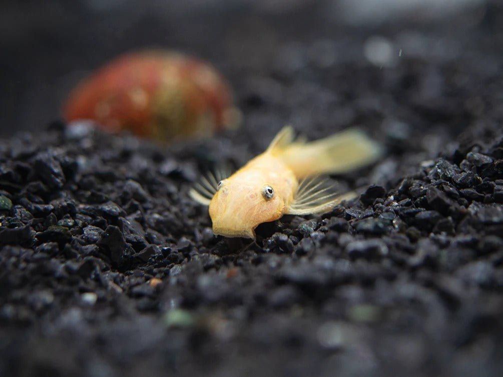 Bristlenose Pleco L144a Florida