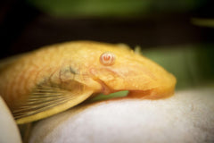 Bristlenose Pleco L144a Florida