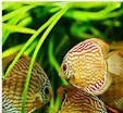 Brown Discus