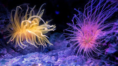 Brown Tube Anemone - Medium