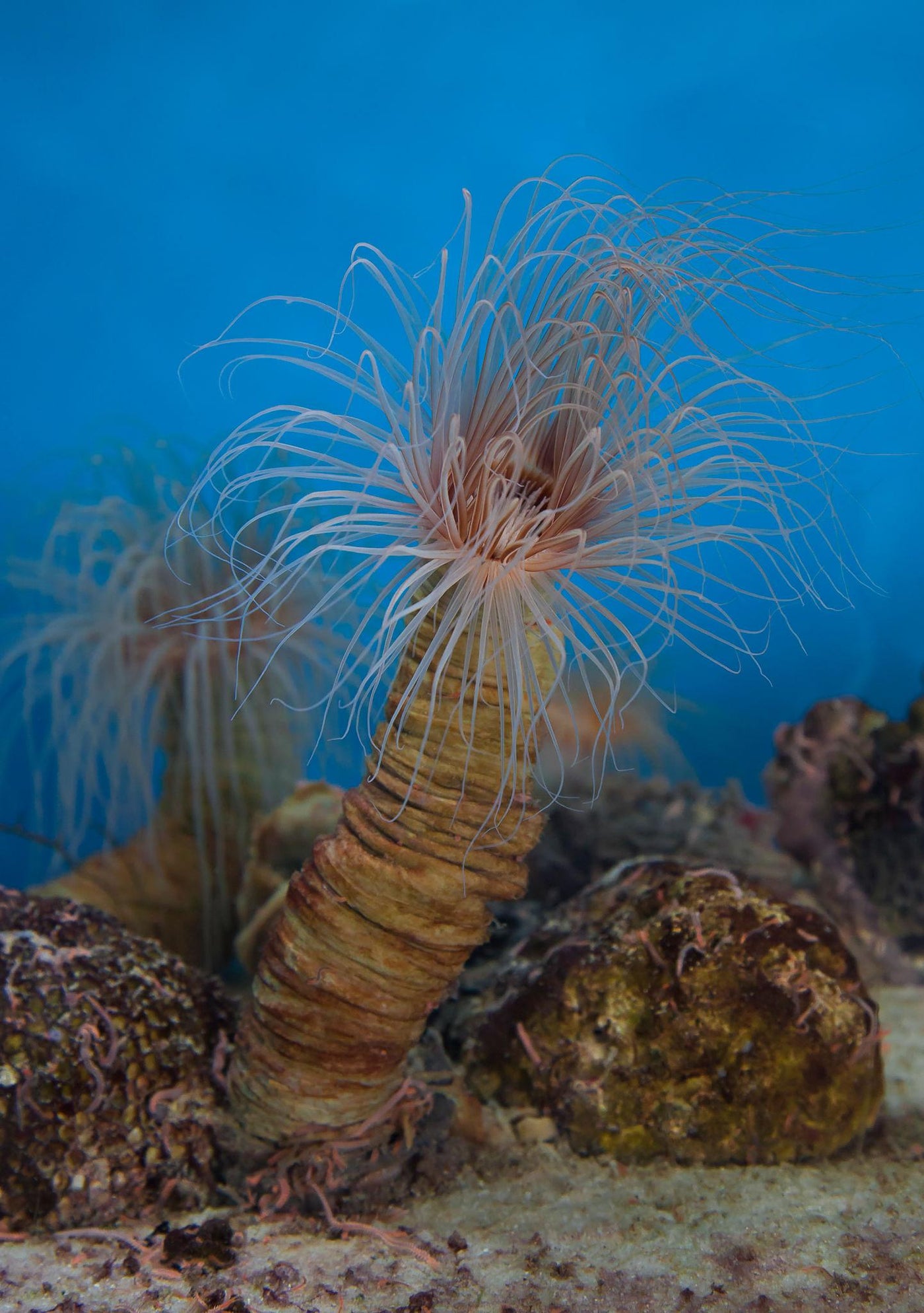 Brown Tube Anemone - Medium