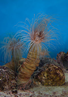 Brown Tube Anemone - Medium
