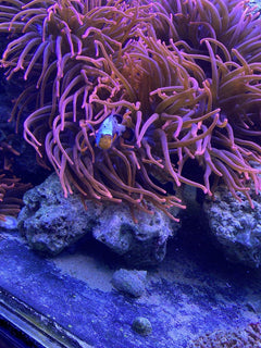 Bubble Anemone - Medium