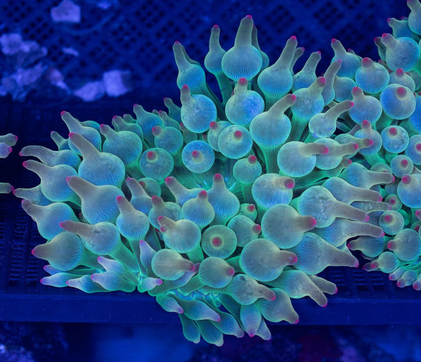 Bubble Anemone - Medium