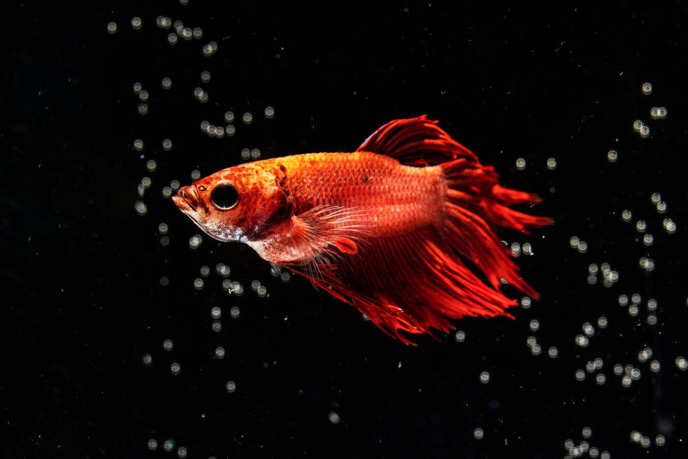 Red Ryukin