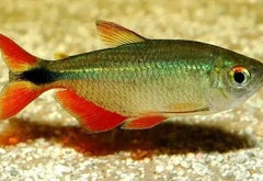 Buenos Aires Tetra