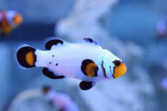 Bullet Hole Ocellaris Clownfish Tank Raised - Medium