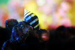 Bumble Bee Snail - Small