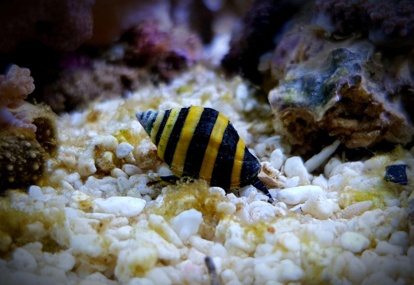 Bumble Bee Snail - Small