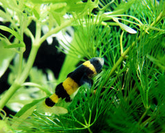 Bumblebee Goby