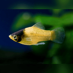 Bumblebee Platy