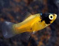 Bumblebee Platy
