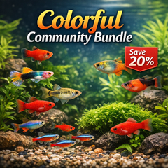 Budget Community Bundle