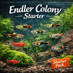 Endler Colony Starter Pack