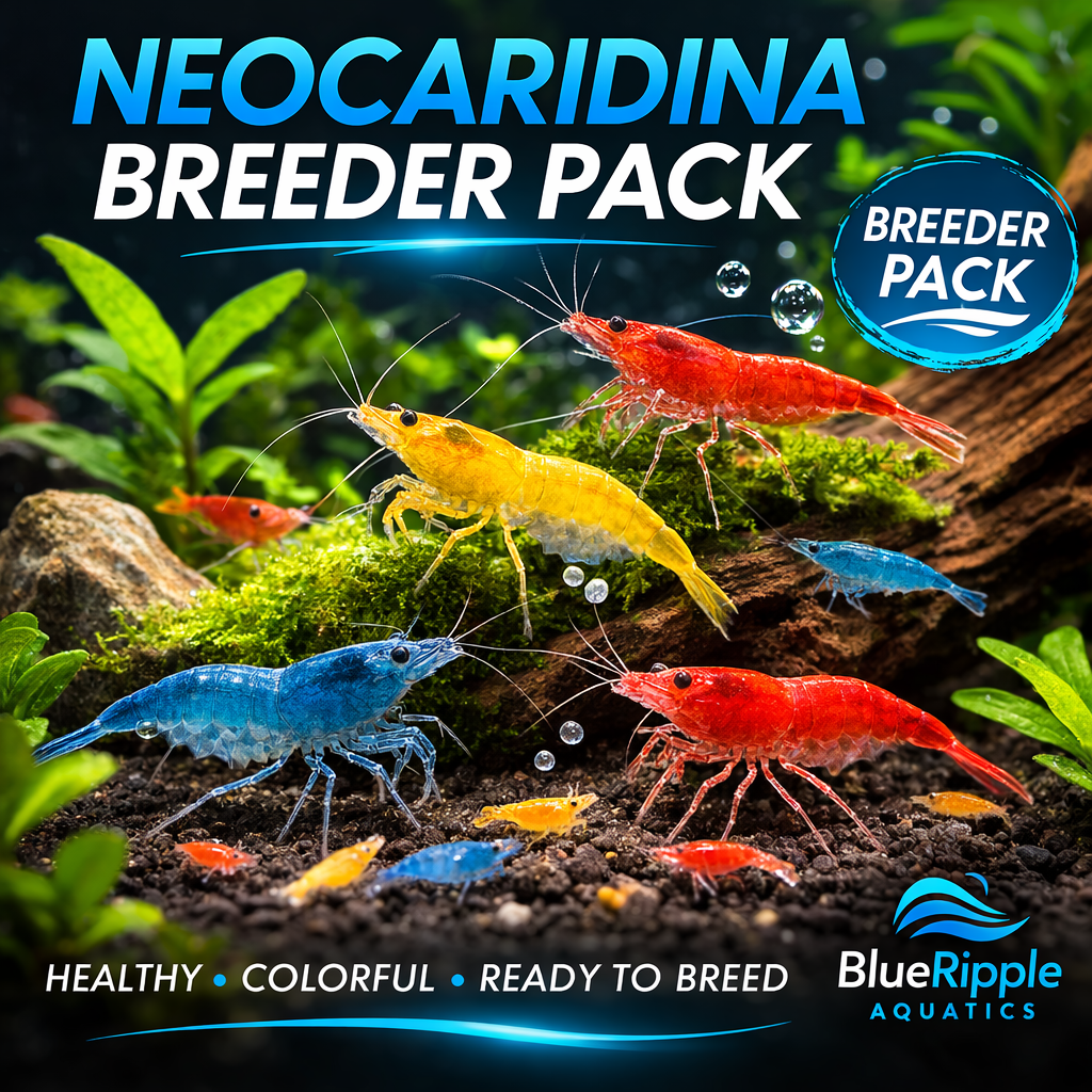 Mixed Neocaridina Starter Pack