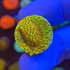 Burning Banana Stylophora Coral - Frag