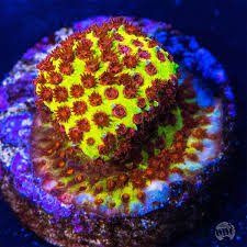 Burning Banana Stylophora Coral - Frag
