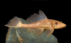 Albino Chocolate Pleco