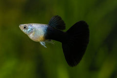 Guppy - Haritha Black Rimmed Damsel