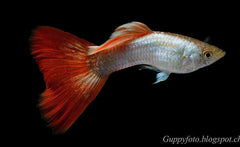 Guppy - Santa Claus Red Eye
