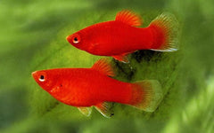 Dwarf Red Coral Platy