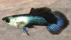 Guppy Female Black