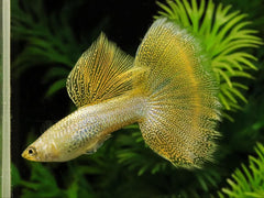 Guppy - Citrus Scissor Tail