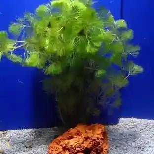 Cabomba Aquatica