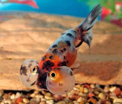 Calico Bubble Eye