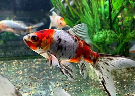 Calico Comet / Chubunkin