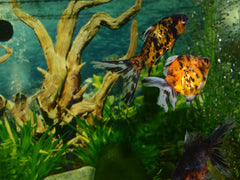 Calico Fantail Goldfish
