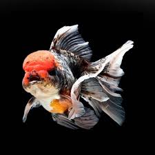Calico Oranda