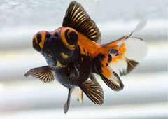 Calico Telescope Goldfish