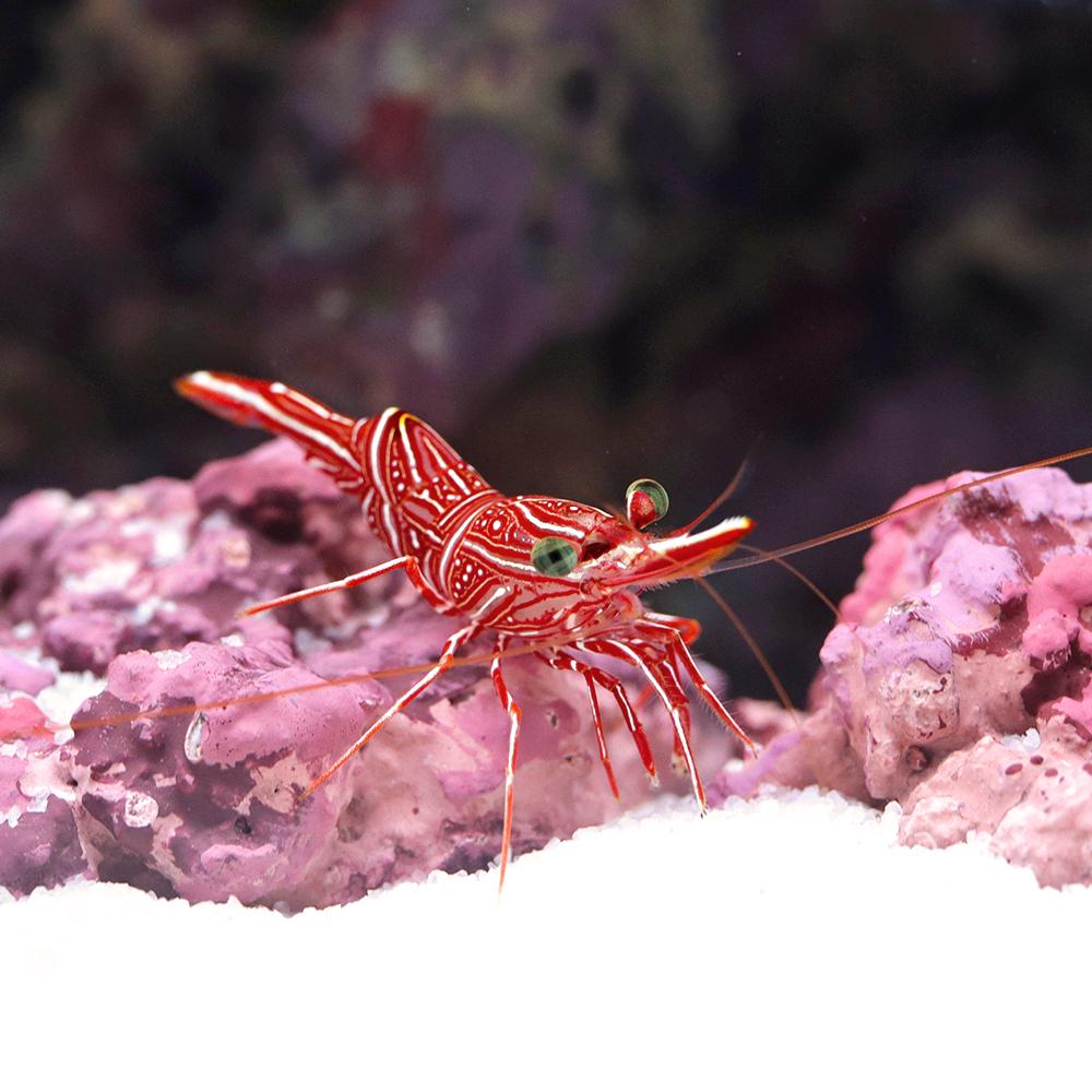 Camel Shrimp