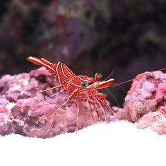 Camel Shrimp
