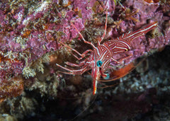 Camel Shrimp