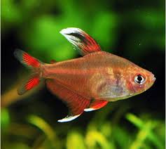 Candy Cane HY511 Tetra