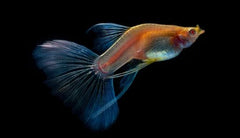 Guppy Sunset Blonde Sunset Guppy