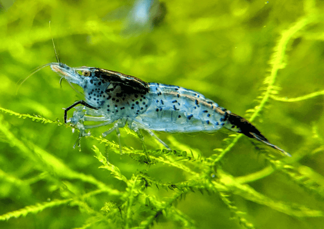 Carbon Rili Shrimp