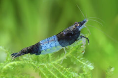 Black Carbon Shrimp